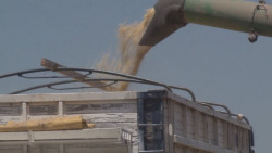 Piden productores que esquema de maíz vaya acompañada de subsidios