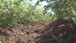 Garbanceros pueden almacenar sus cosechas en bodegas de CAADES