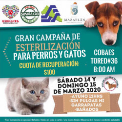 Habrá campaña masiva de esterilización de mascotas este fin de semana