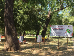 Cerrada Isla de Orabá para proteger huevos de iguana