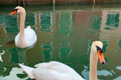 Cisnes y aguas cristalinas en una Venecia recluida por el coronavirus