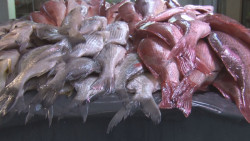 A la baja, ventas de pescados y mariscos en el Garmendia