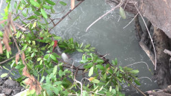 Van a parar miles de litros de aguas negras al Infiernillo