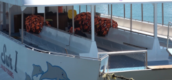 Catamaranes resienten baja de turismo en Mazatlán