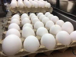 Aumenta $5.00 el kilo de huevo