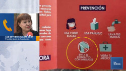 Los animales no transmiten el coronavirus: Protectora de Animales