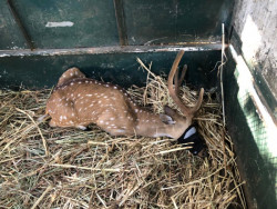 AZCARM Y Zoológico de Culiacán rescatan 59 venados de Tabasco