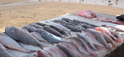 Bajan las ventas de pescados por cierre de restaurantes y comercios