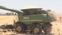 El precio del maíz para productores de Sinaloa, es parte de la estrategia de precios de garantía
