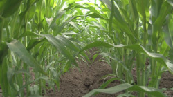 Se necesita que se regulen los precios de los insumos para el sector agrícola