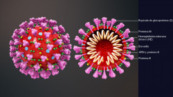Estados Unidos autoriza estos dos medicamentos para tratar el Coronavirus
