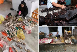 Mercados en China siguen vendiendo murciélago fresco. A 5 pesos el kilo para preparar en sopa