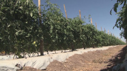 La actividad agroalimentaria es esencial para el país y no puede paralizarse