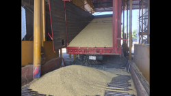 Segalmex apoyará a productores medianos de maíz