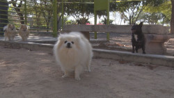 Cuide a sus mascotas del COVID-19