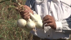 El campo sigue produciendo alimentos: AARP