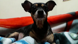 ¡No abandones a tu mascota en medio de la pandemia!