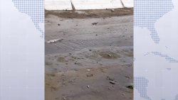 Cocodrilo pasea por canal pluvial