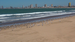 Ahora las Gaviotas, dueñas de la costa y a la espera de cazar alimento