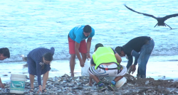 Pescadores regalan toneladas de pescado a los mazatlecos
