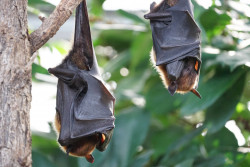 Investigadores de Myanmar encuentran seis nuevas cepas de Coronavirus en murciélagos