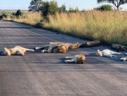 Leones aprovechan la cuarentena para dormir tranquilamente en medio de la carretera