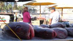 Poca venta de pescado en Playa Norte