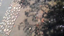 Se desperdician cientos de litros de agua, en plena pandemia