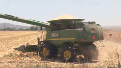 Los productores de maíz ya pueden iniciar la contratación de sus cosechas