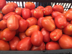 Productores sonorenses no contratarán jornaleros de Sinaloa
