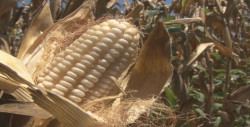 Soberanía alimentaria es uno de los desafíos a enfrentar