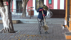 Con hoja de palma barre la ciudad