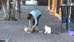 Labor altruista para gatos
