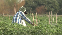 ¡A proteger a jornaleros agrícolas contra el COVID-19!