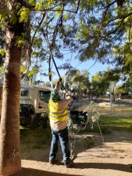 Sigue el mantenimiento de palmeras en la ciudad de Culiacán