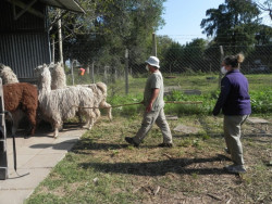 Anticuerpos de animales...efectivos contra coronavirus
