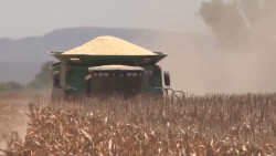 Segalmex asegura que se garantiza el precio de 4, 150 pesos por tonelada de maíz de Sinaloa