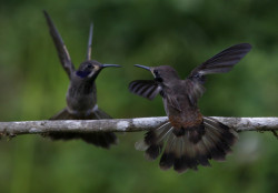 La pandemia dificulta alimentación de las aves del "paraíso de los colibríes"