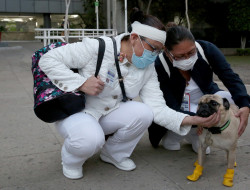 Un perro ayuda a aliviar el estrés en personal de salud de hospital