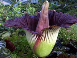 La "flor cadáver" floreció en Bélgica