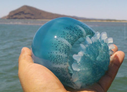 Se inicia la otorgación de permisos para captura de medusa azul y ámbar