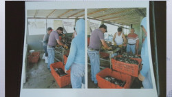 Adelantarán el inicio de la temporada de captura de jaiba en Sinaloa