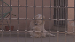 Proponen integrar a la Ley de Protección Animal castigo a los menores de edad