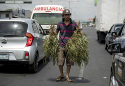 Se desata "fiebre" por las hojas del eucalipto