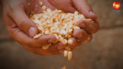 Productores agrícolas han recibido apoyos de parte de SADER
