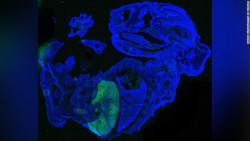 Científicos crean un embrión de ratón que es 4% humano