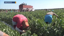 Finaliza la temporada hortícola en Sinaloa sin jornaleros contagiados: AARC
