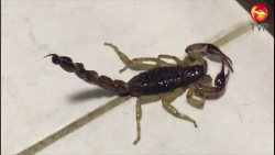 Combaten alacranes y arañas en temporada de calor