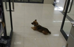 Desde hace tres meses, este perro espera en hospital de China a su dueño que murió por Covid-19
