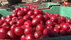 Habrá venta de ciruelas, pero extremando medidas